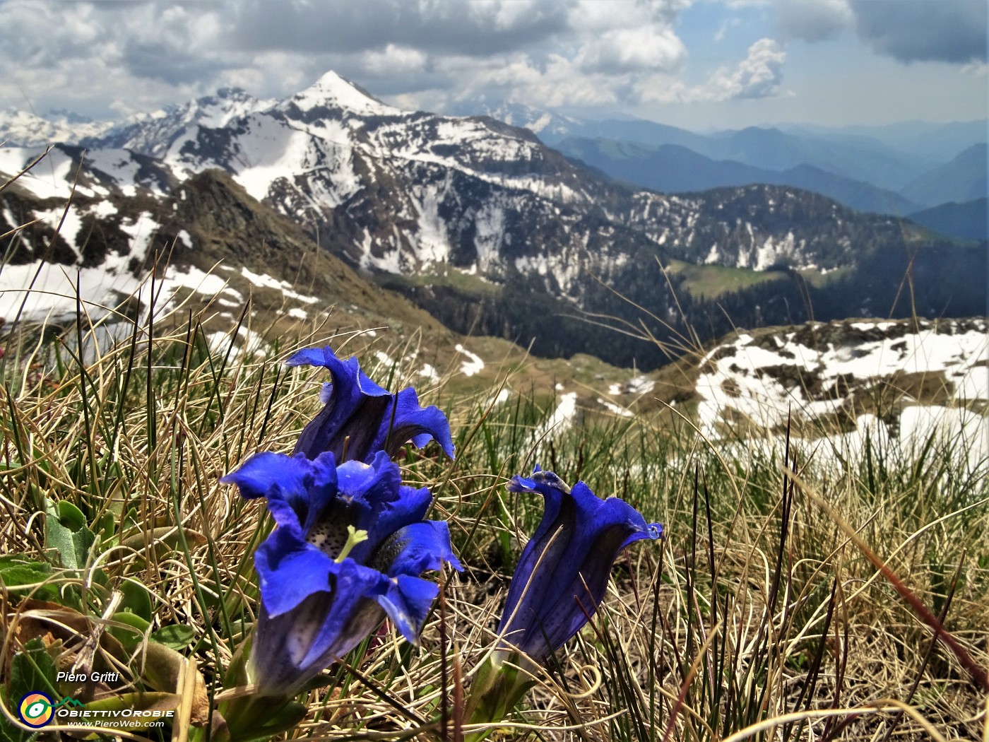 51 Genziana di Koch (Gentiana acaulis) con vista verso il Monte Cavallo.JPG